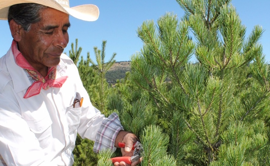 Productores mexicanos comercializan 700 mil árboles de Navidad