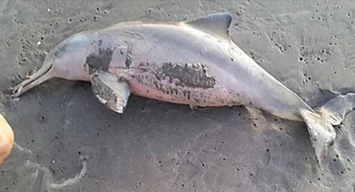 Aparece delfín muerto en playa de Acapulco