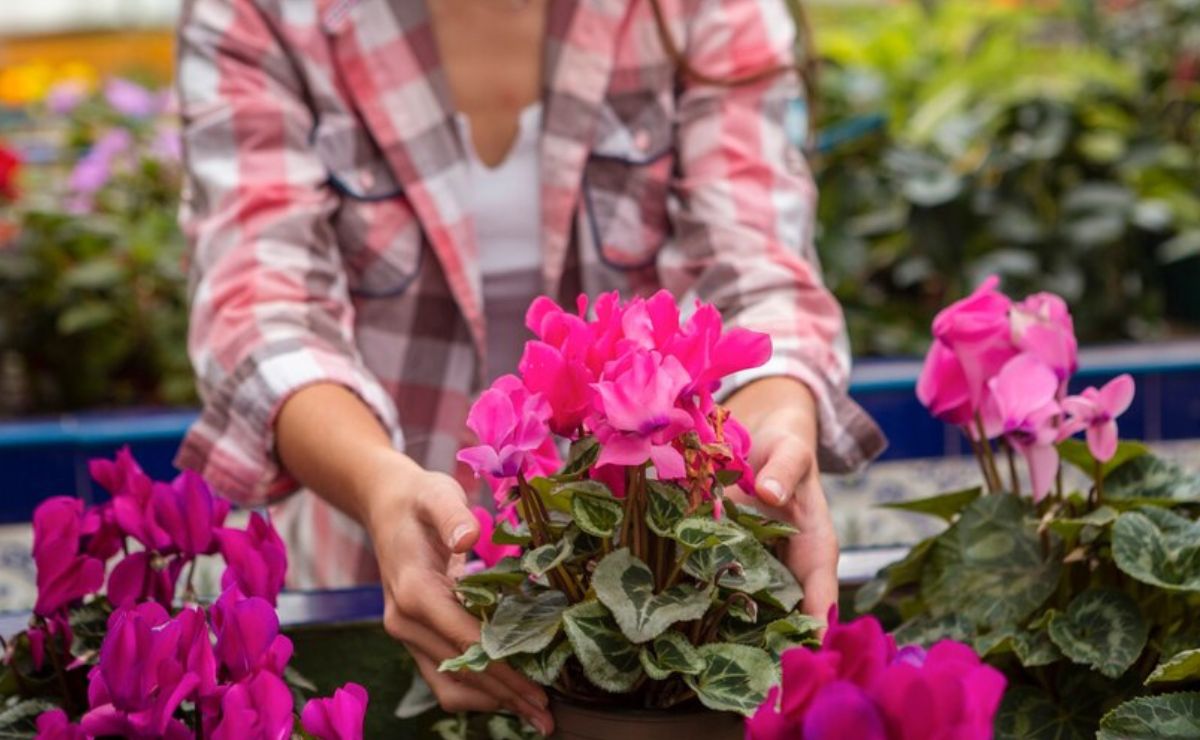 Conoce las mejores plantas para decorar el jardín de tu hogar sin sufrir humedad