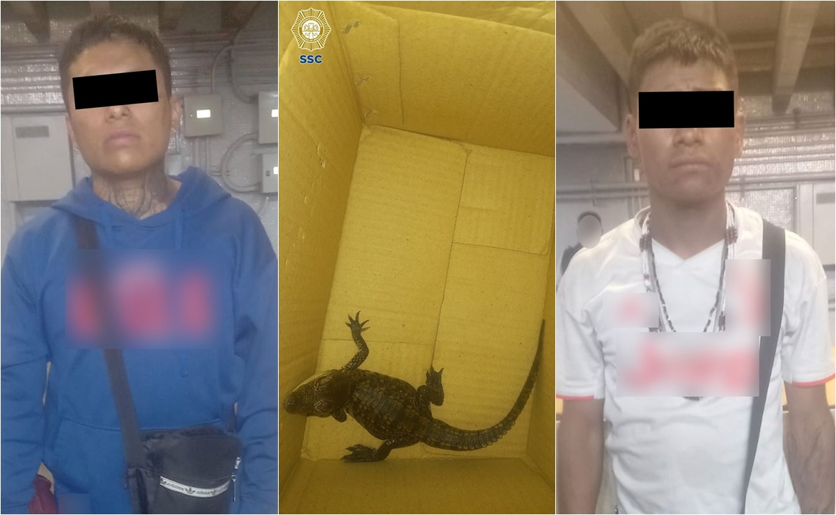 Detienen a dos personas en estación Guerrero del Metro por intentar transportar a cría de caimán sin documentación