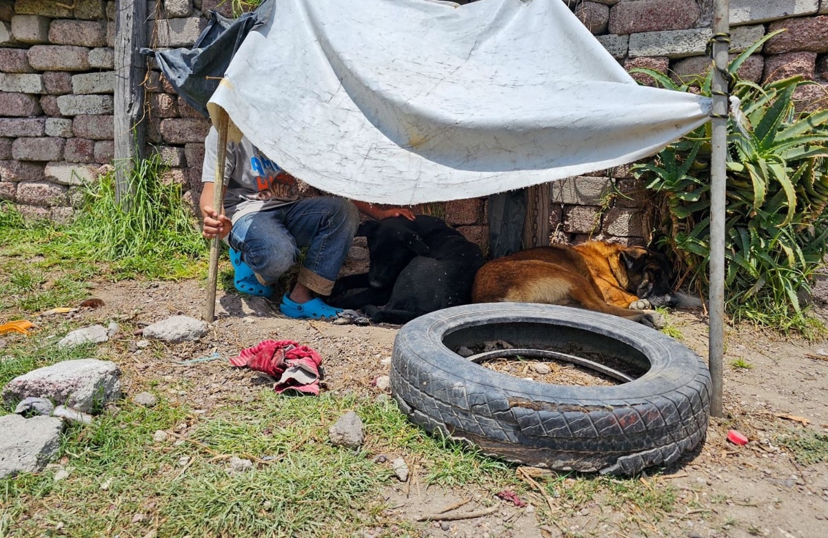 Perrito Tecámac: Fido, El Negro y Canela, los "hermanos" de Scooby que fueron atendidos por albergue 