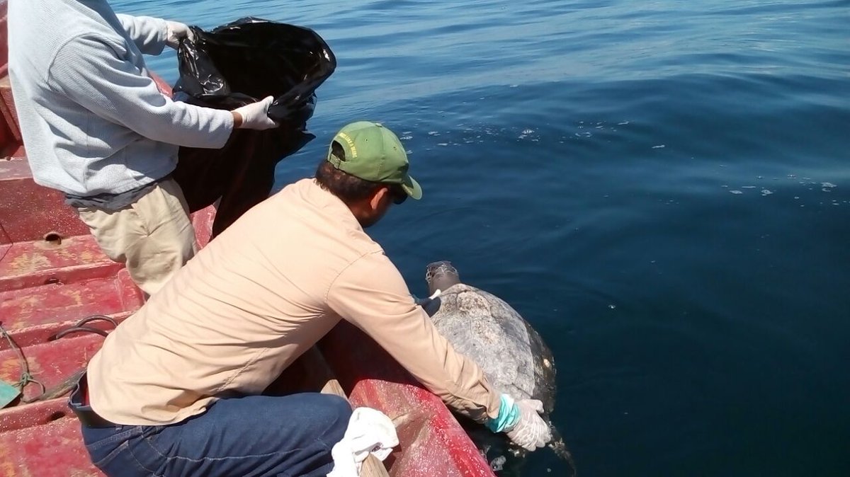 Hallan cientos de tortugas marinas muertas frente a costa salvadoreña