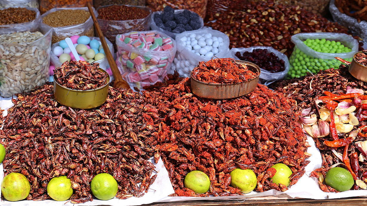 Chapulines, gusanos, moscas  y alacranes, el alimento del futuro