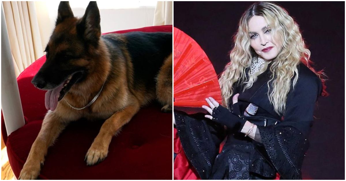 Madonna reacciona a la noticia del perro que vende su antigua mansión