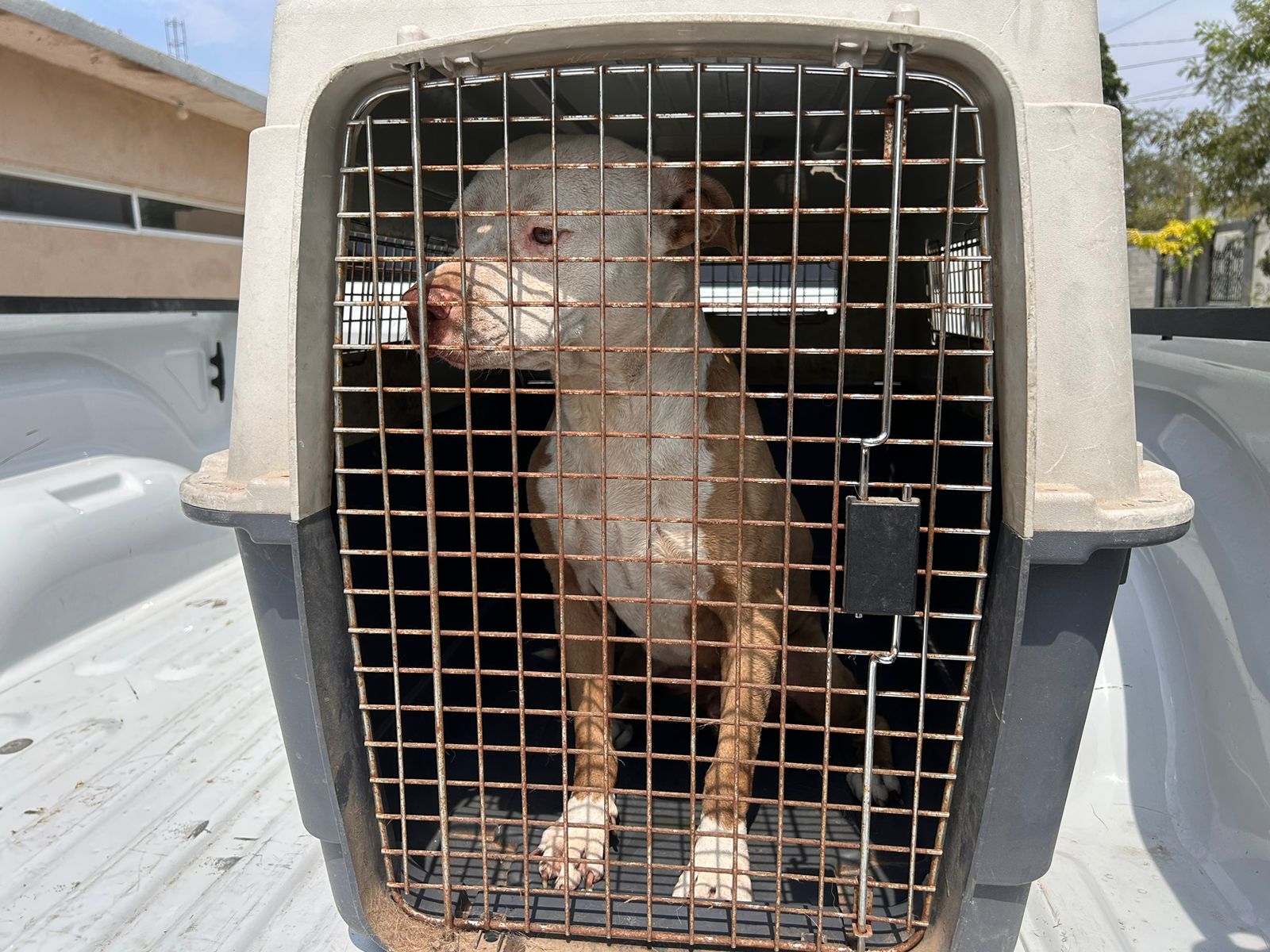 Rescatan a perrito que sufría maltrato en Ciudad Victoria, Tamaulipas
