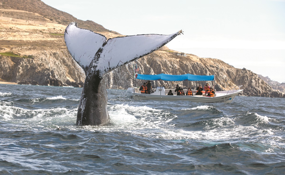 Vuelven ballenas jorobadas a BCS