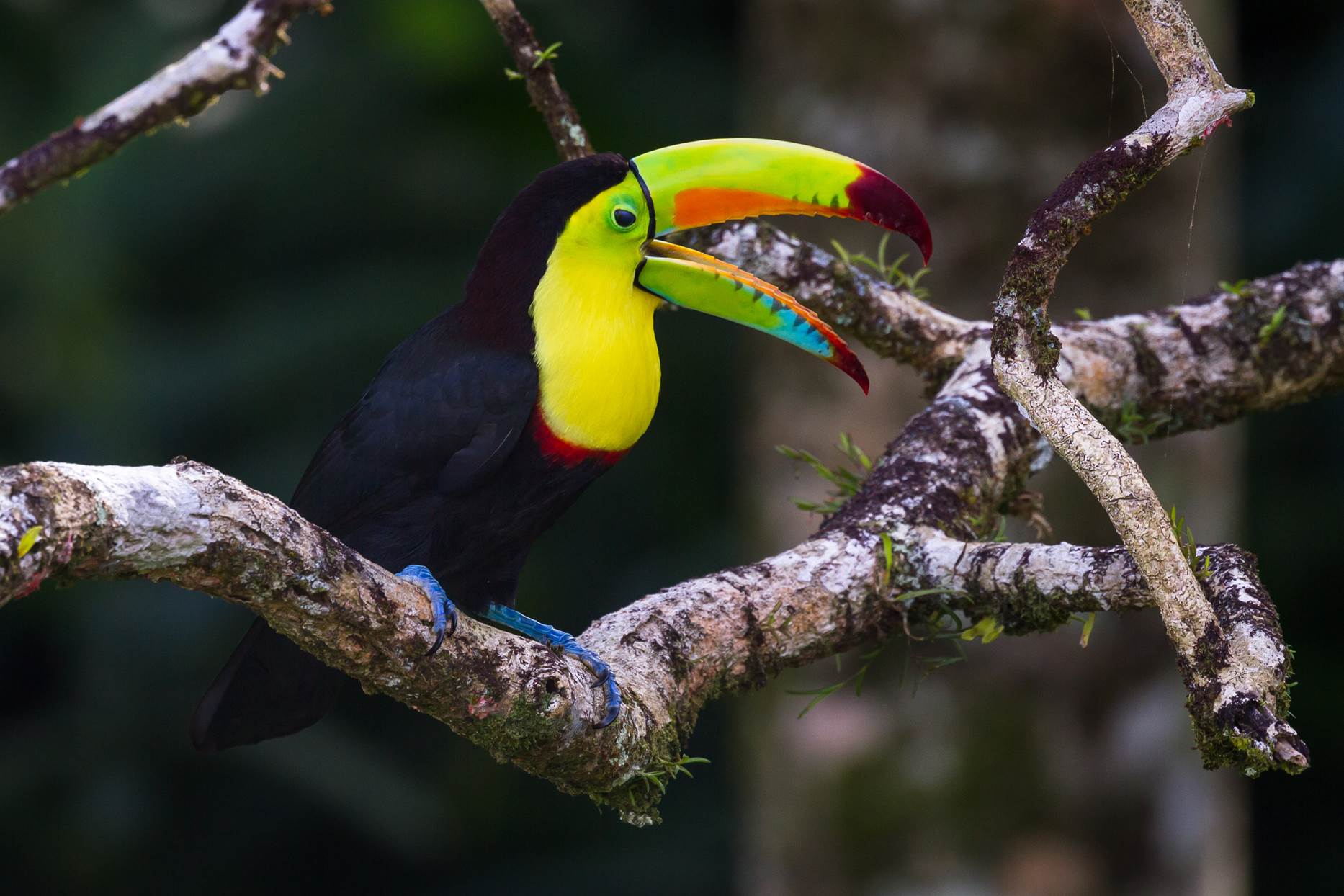Viaja a Calakmul para descubrir 350 especies de aves