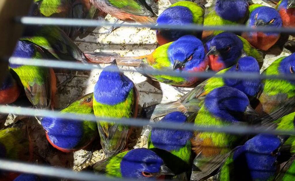 Aseguran a 490 aves silvestres en autobús en Nayarit