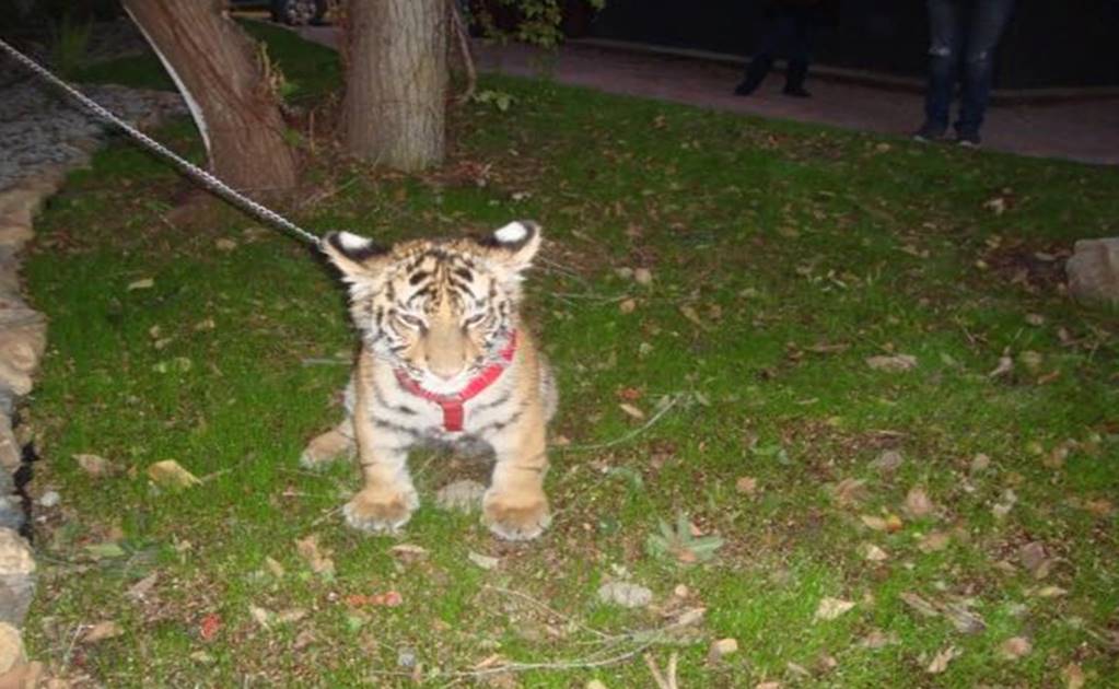 Mexico seizes tiger after man takes it for walk in Tijuana