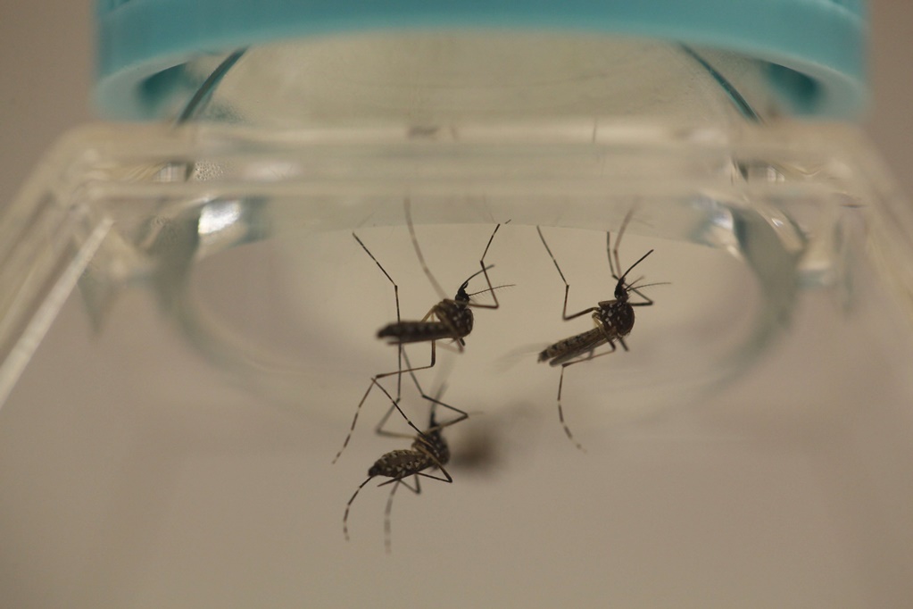 Científicos descubren estructura de virus del zika 