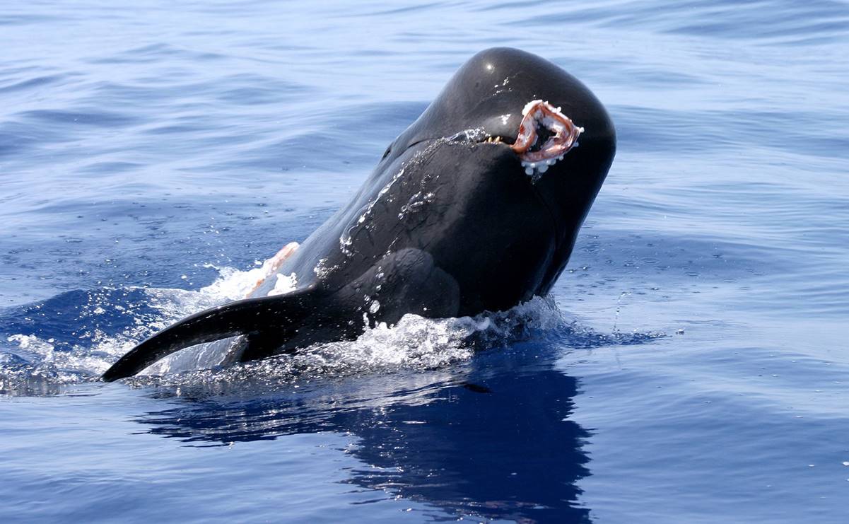 Reúnen 400 mil firmas contra puerto comercial en el único santuario de ballenas en Europa