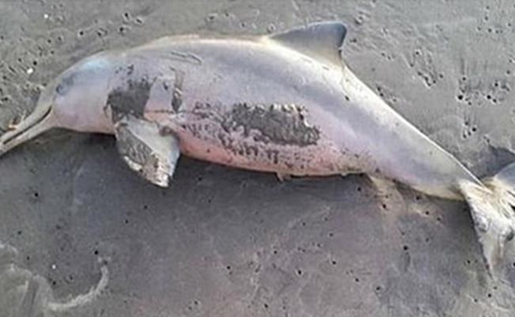 Localizan otro delfín muerto en playas de Mazatlán