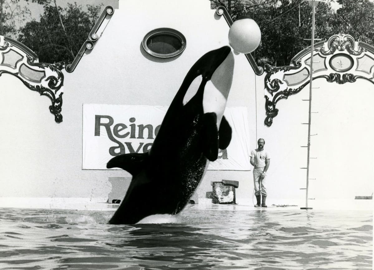 Keiko, la desafortunada historia de la única ballena amaestrada en México