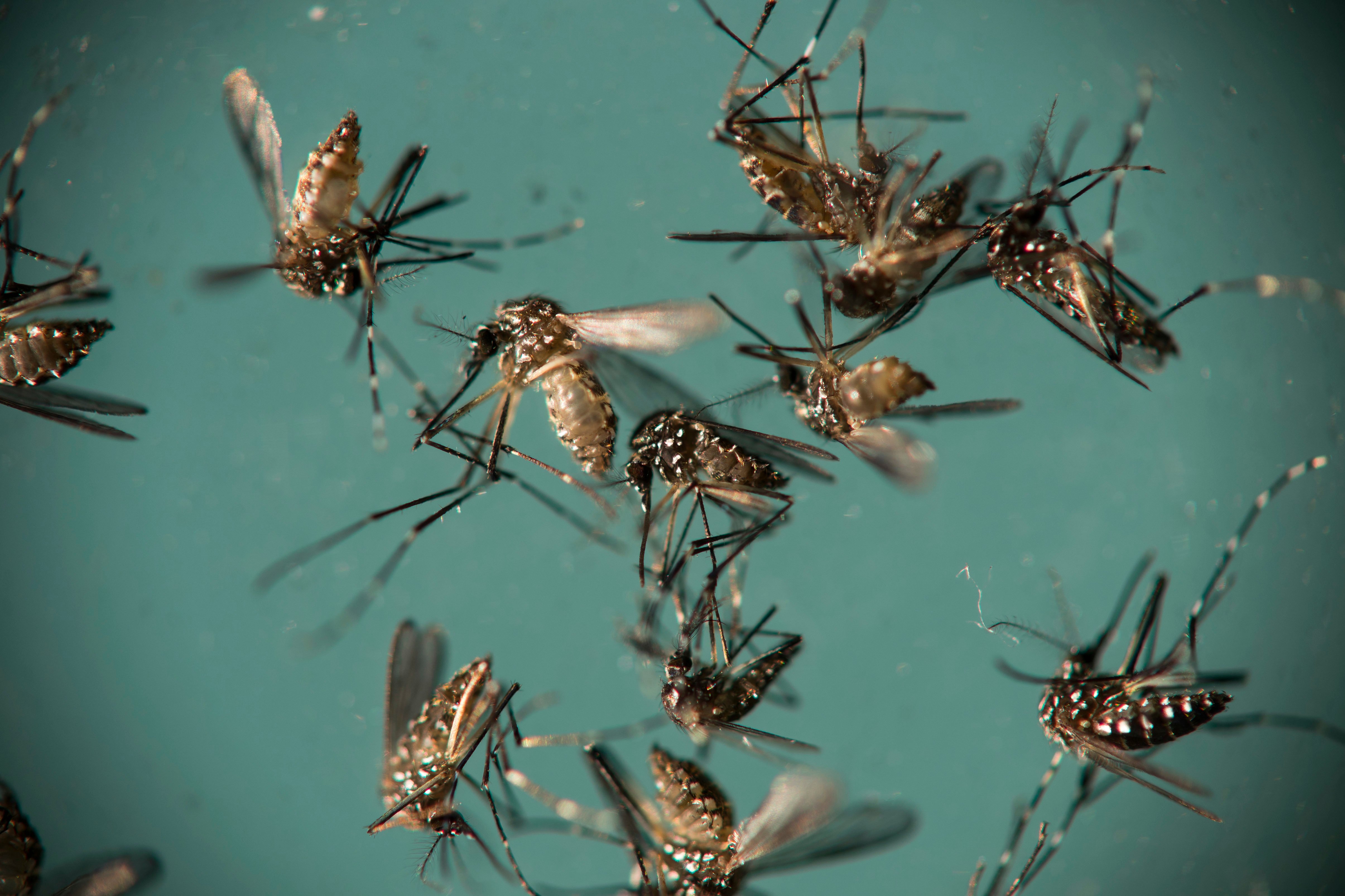 Florida confirma nueva área de transmisión activa de zika en Miami