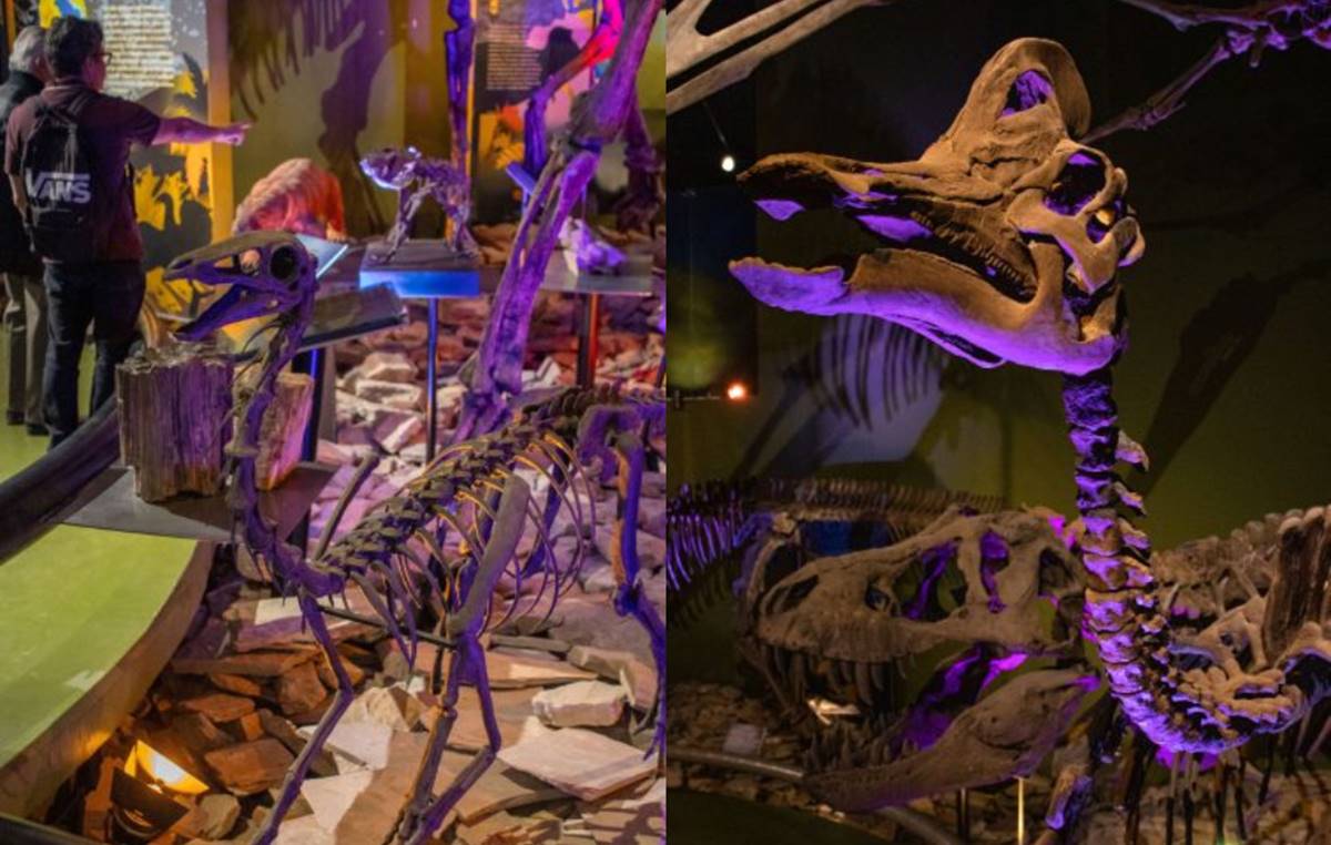 Dinosaurium: la nueva exhibición de dinosaurios en Chapultepec