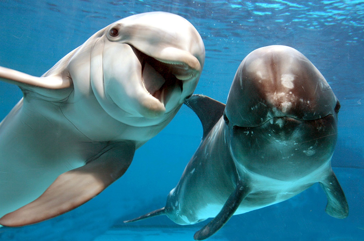 Los delfines adaptaron su esperma para lograr reproducirse bajo el agua, revela estudio 