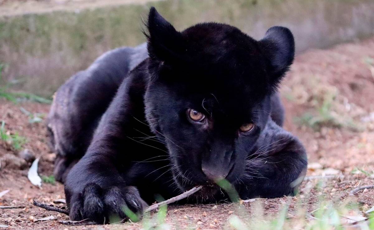 Muere jaguar del Zoológico de Morelia por agua contaminada