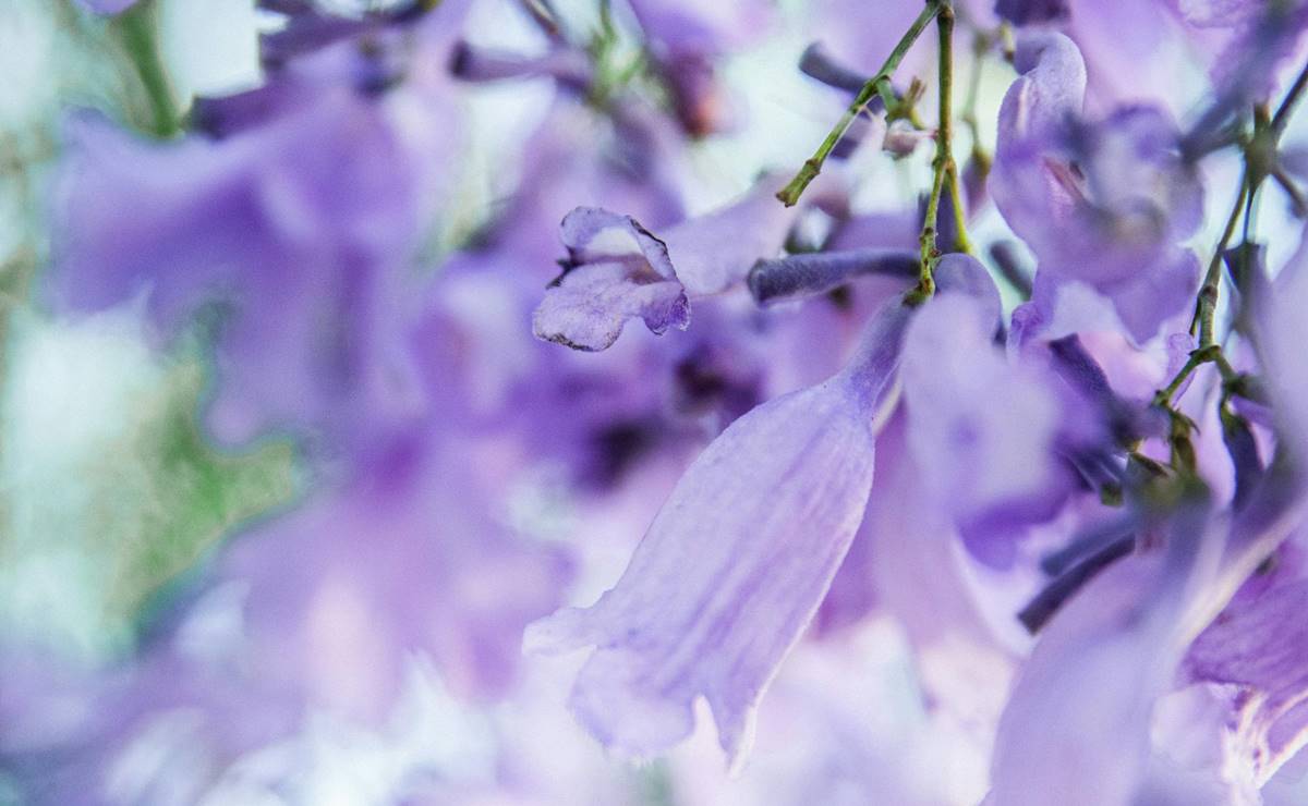 Propiedades de la infusión de jacaranda