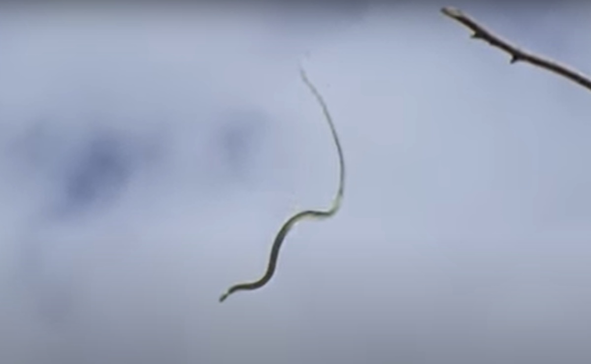 Científicos descifran los movimientos de las ‘serpientes voladoras’ 