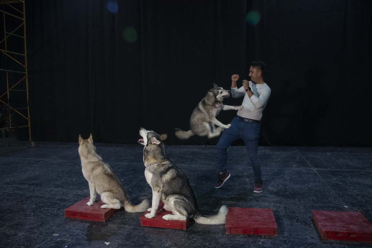 Museo de la Ciudad, de los primeros en ser pet friendly