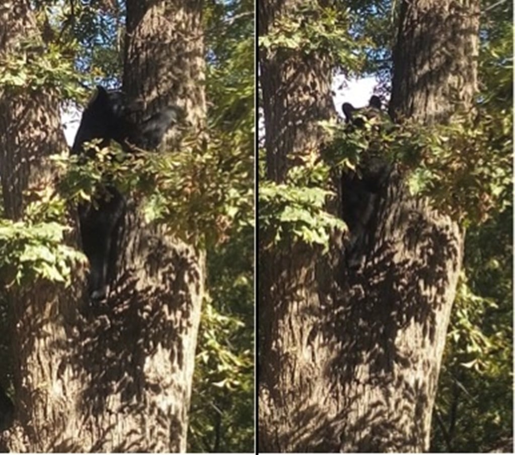 Reintegran ejemplar de oso negro a su hábitat en Coahuila