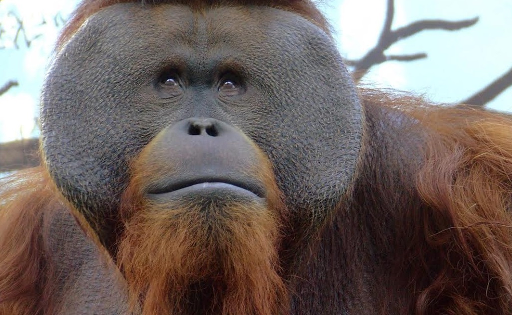 Muere el orangután 'Jambi' en Chapultepec