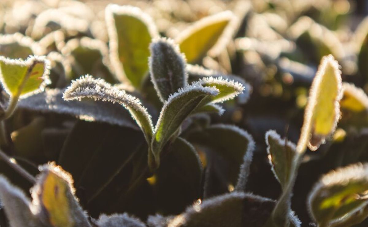 Conoce la manera en que las plantas soportan el frío del invierno