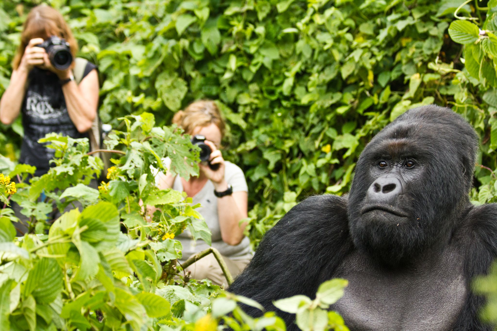 Virunga: la casa del gorila de montaña 