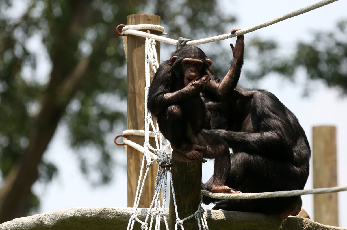 Confirman casos de lepra en chimpancés occidentales, una especie en peligro crítico de extinción