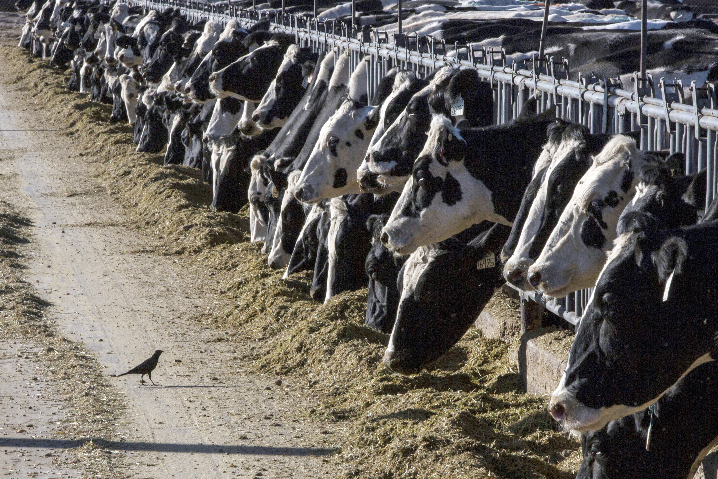 ¡Alerta en Texas y Kansas! Leche de vacas lecheras da positivo a gripe aviar. ¿Hay riesgo para los consumidores?