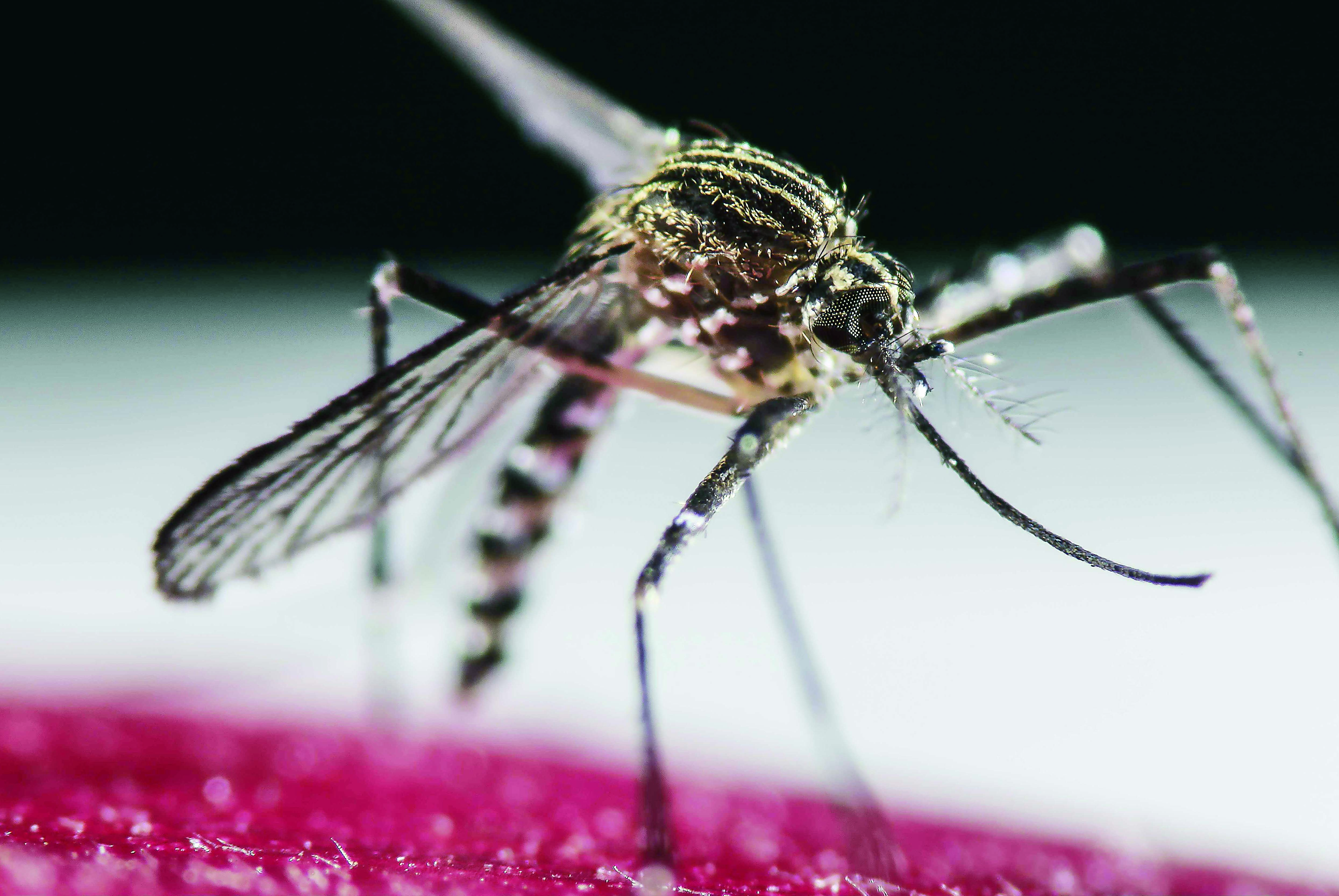 Sierra queretana, en alerta por dengue; van 221 casos 