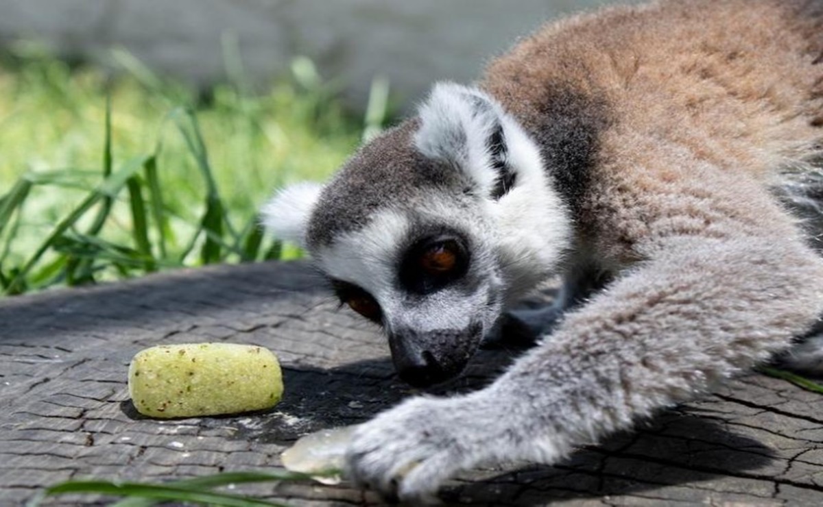 Veterinarios del Zoológico Zacango implementan plan de alimentación con hielo para proteger a animales del calor