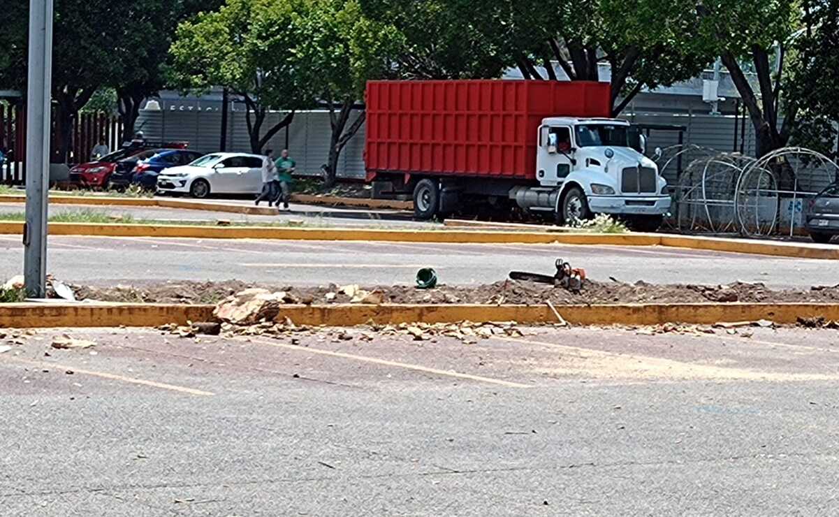 Derribo de árboles en San Lázaro, con respaldo de UNAM y Sedema, afirman 