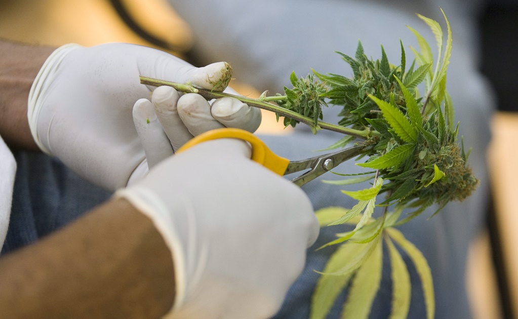 SCJN alista análisis de amparo para que se regule el uso medicinal de la marihuana