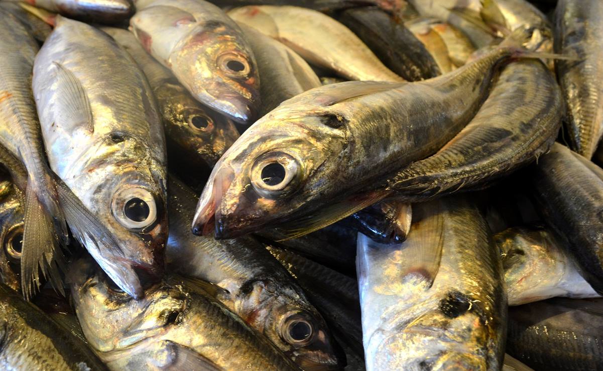 Profeco: Estas son las sardinas de baja calidad y las que saldrán del mercado  