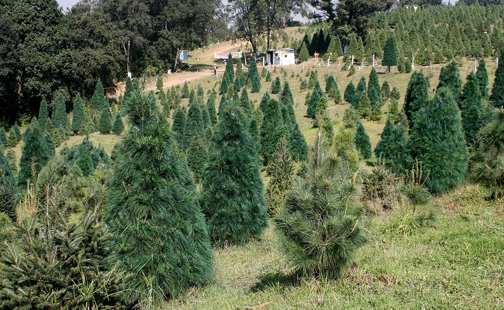 Pide Conafor consumir árboles nacionales esta Navidad en Jalisco