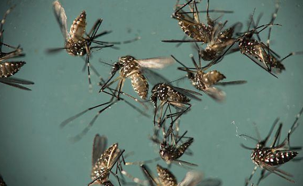 El virus del Zika puede combatir tumores cerebrales