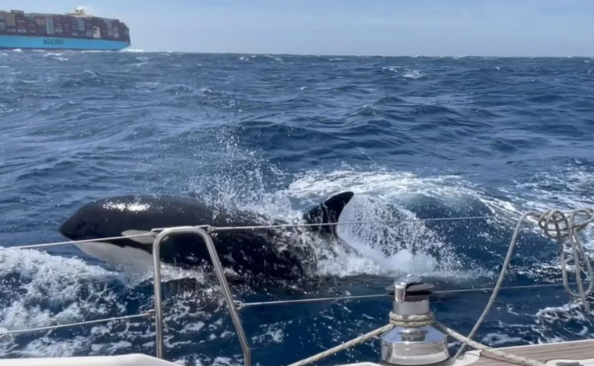 Gladis, la “orca asesina” que lidera un grupo de depredadores para hundir embarcaciones en España