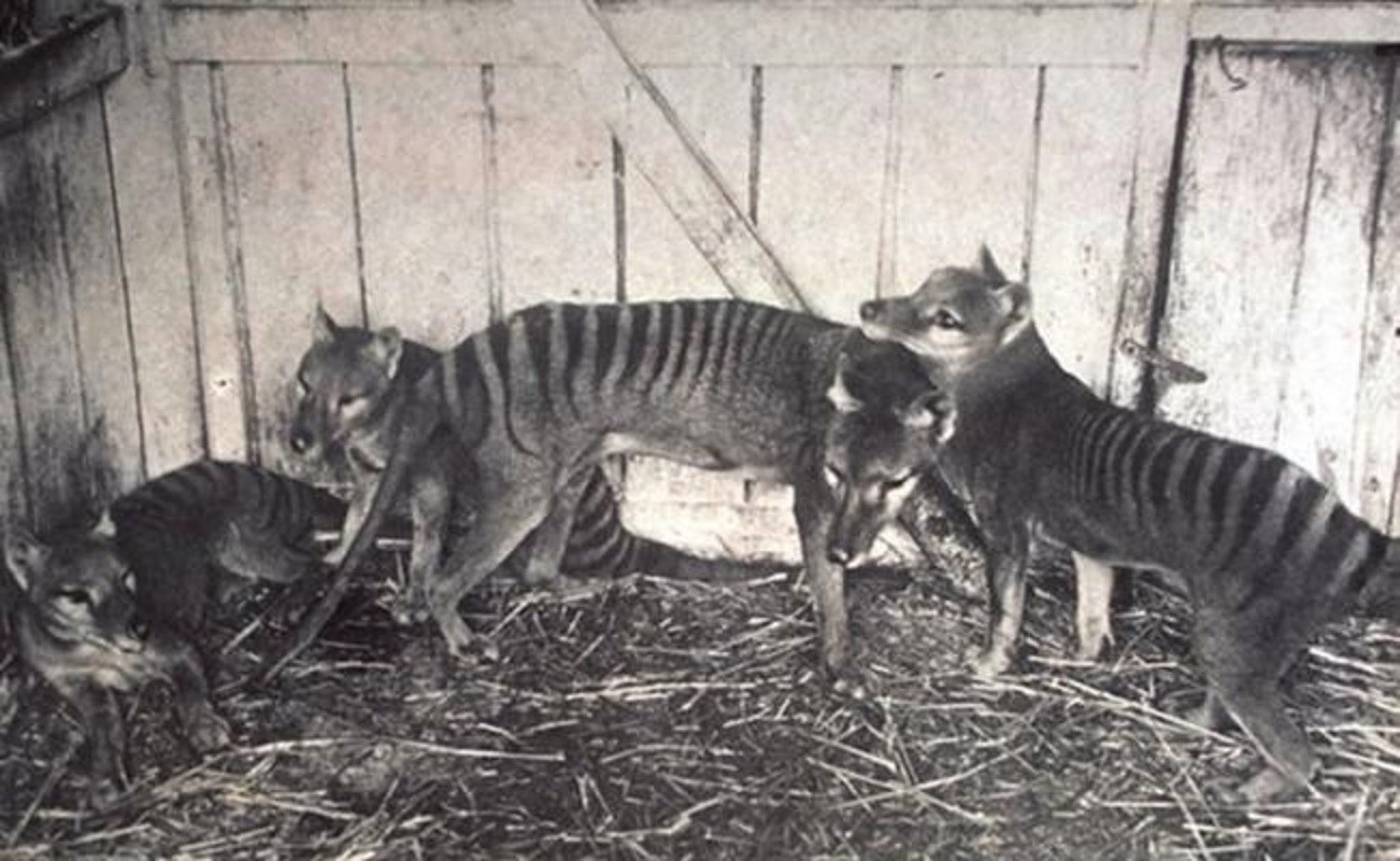El extinto tigre de Tasmania era un canguro con piel de lobo