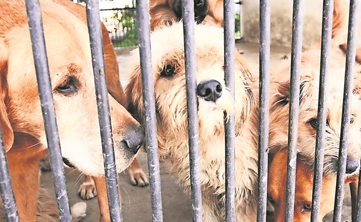 Congreso del Edomex endurece penas por maltrato animal con hasta 9 años de prisión 
