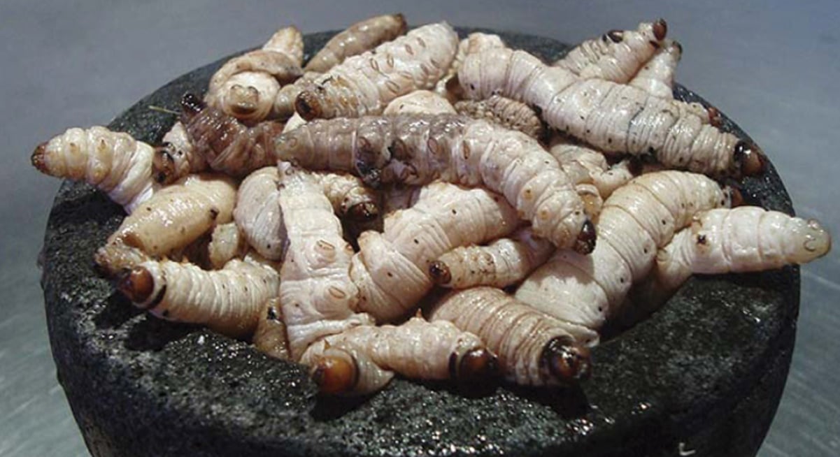 Cientficos identifican que el "gusano" de maguey es verdaderamente una  oruga