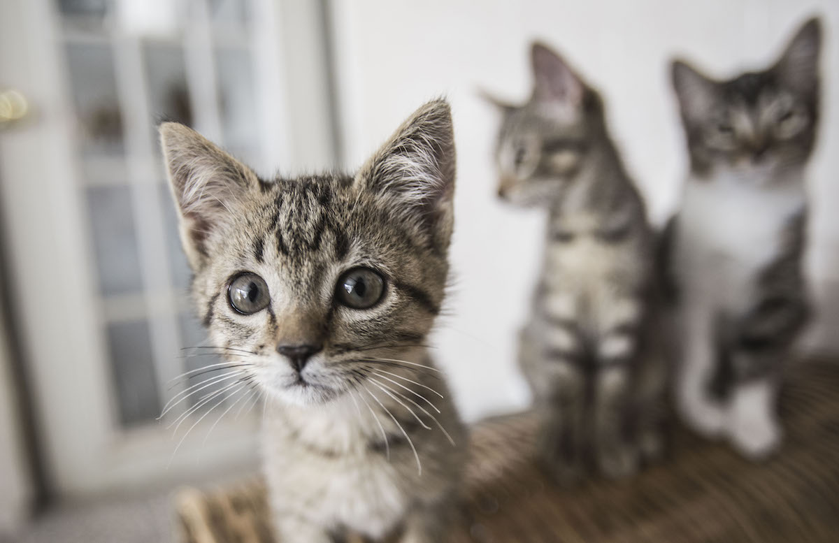 La UAQ alerta sobre parásito que contraen los gatos