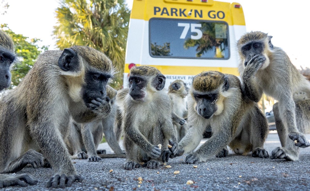 Un grupo de monos verdes causa incomodidad en estacionamiento de Florida 