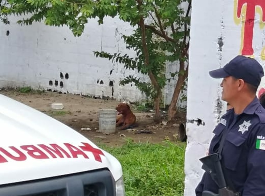 Perro pitbull mata a hombre de 60 años en Tabasco