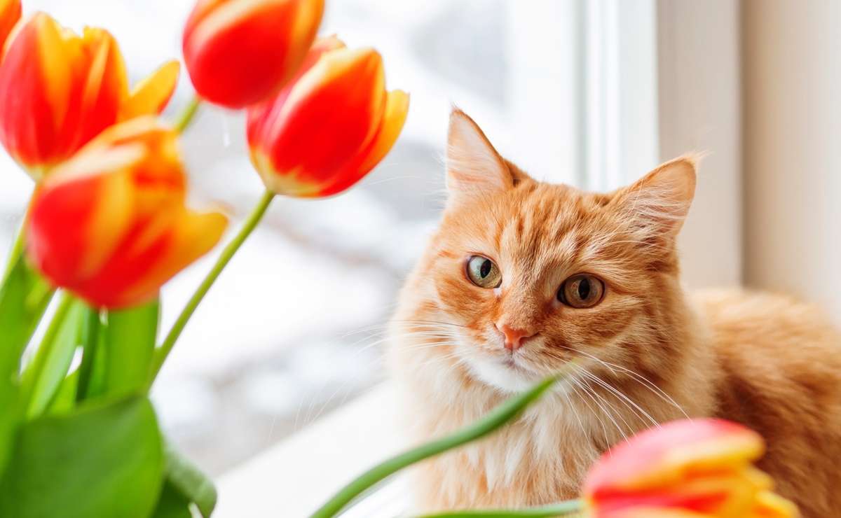 Las plantas y flores más peligrosas para los gatos. ¡Ten cuidado con ellas!