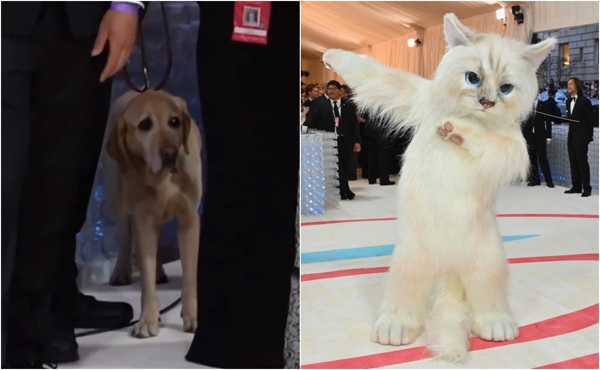 VIDEO: Perrito se asusta por disfraz de gato gigante de Jared Leto en la Met Gala 2023