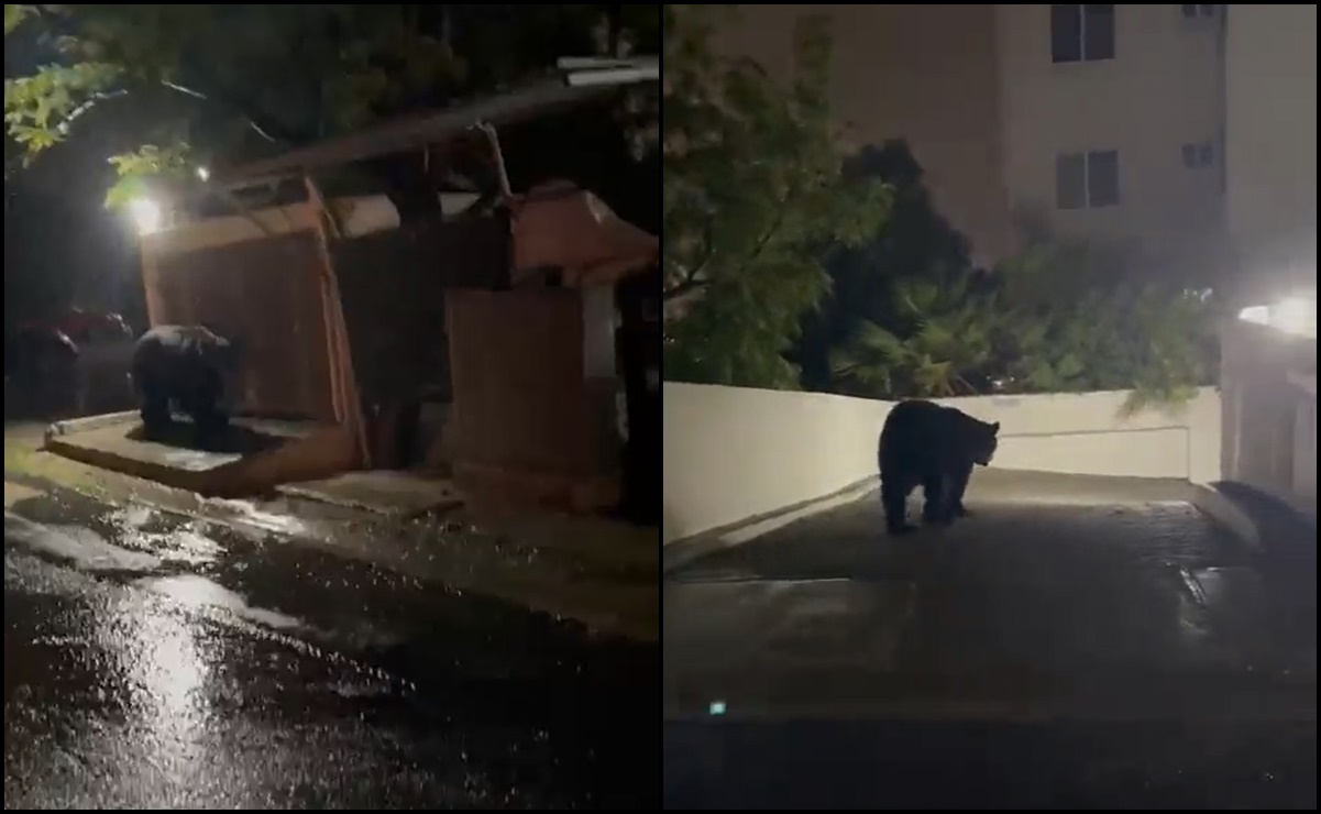 Captan a un oso negro paseando por calles de Monterrey, Nuevo León