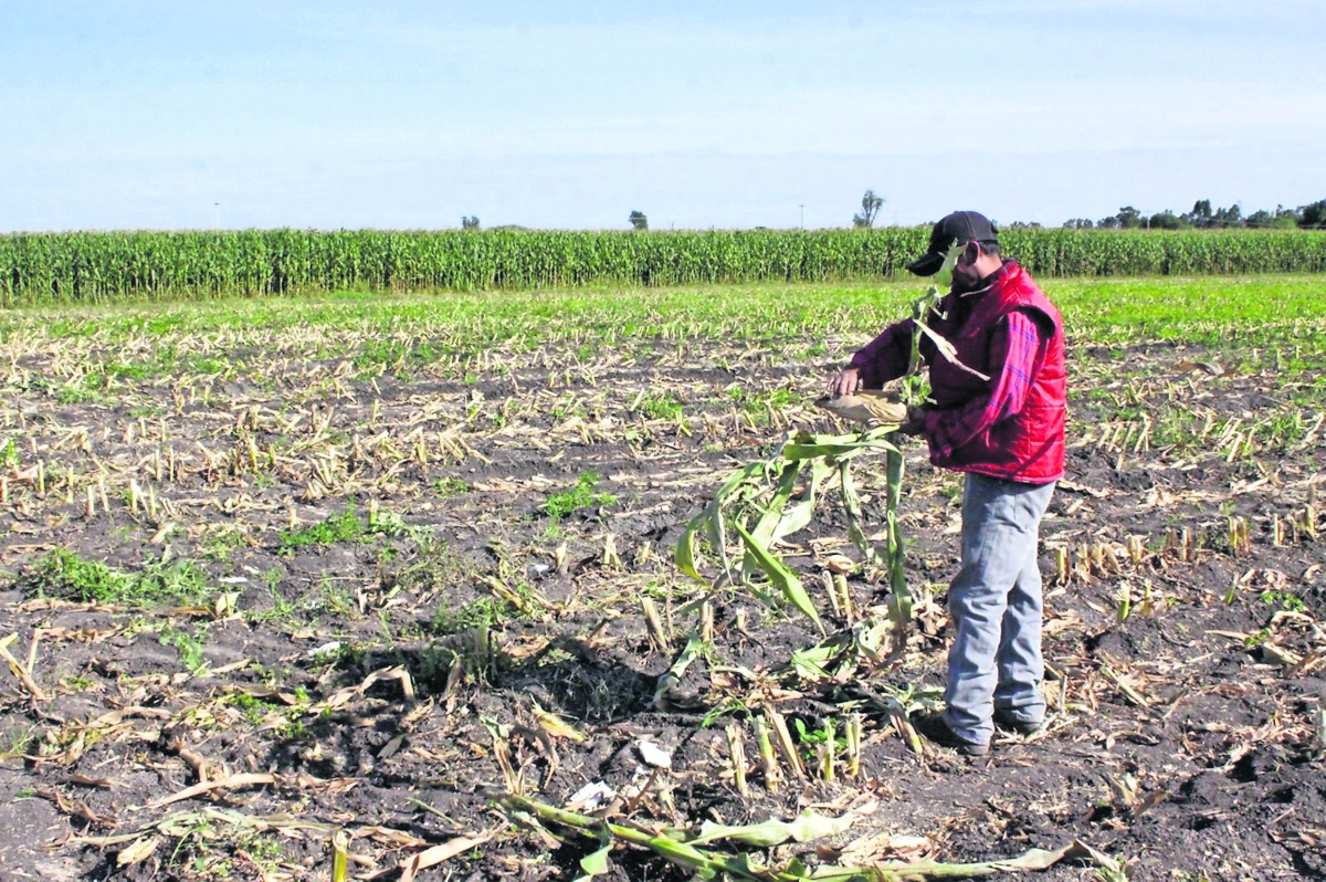 Sequía afecta producción de granos, oleaginosas, hortofrutícolas y caña de azúcar, afirma CNA