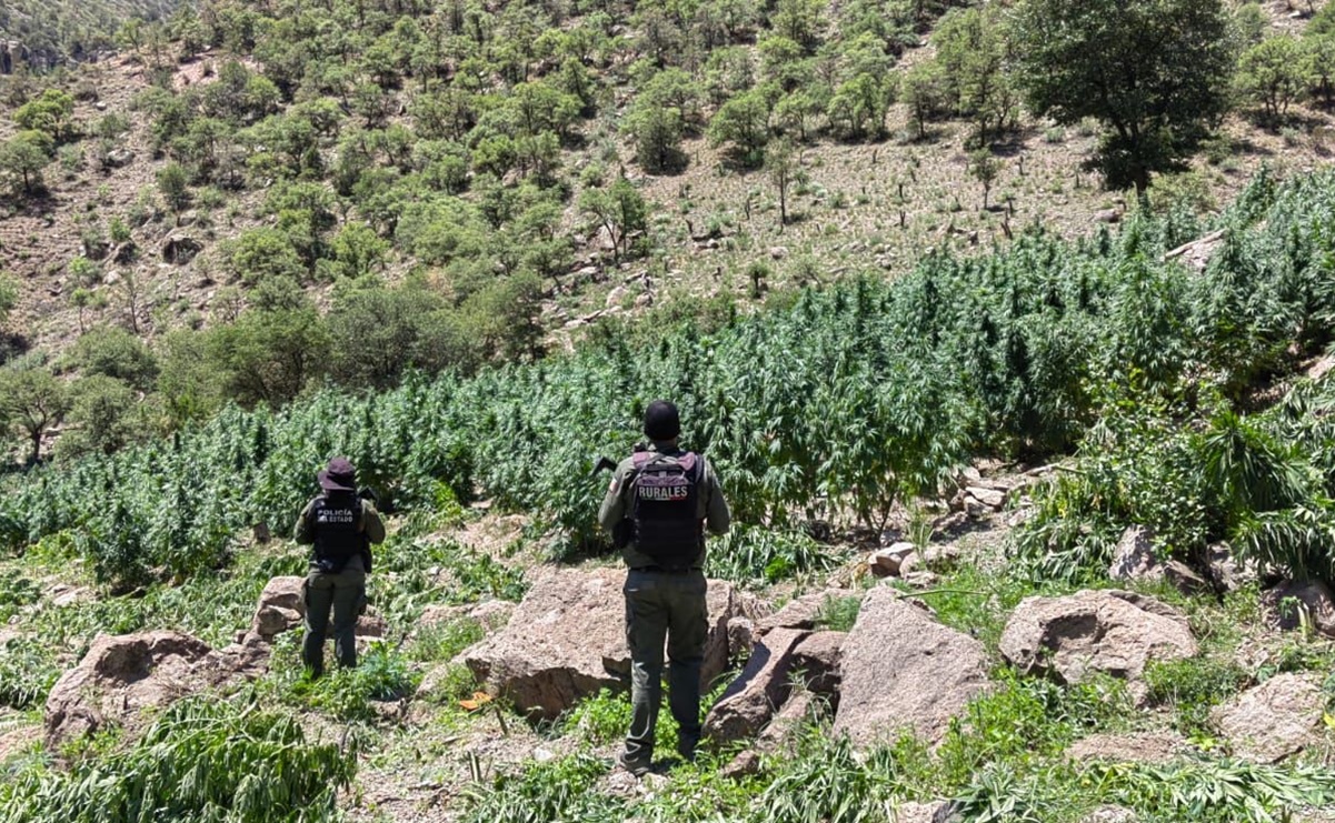 Destruyen más de 300 mil plantas de marihuana en sierra de Namiquipa, Chihuahua