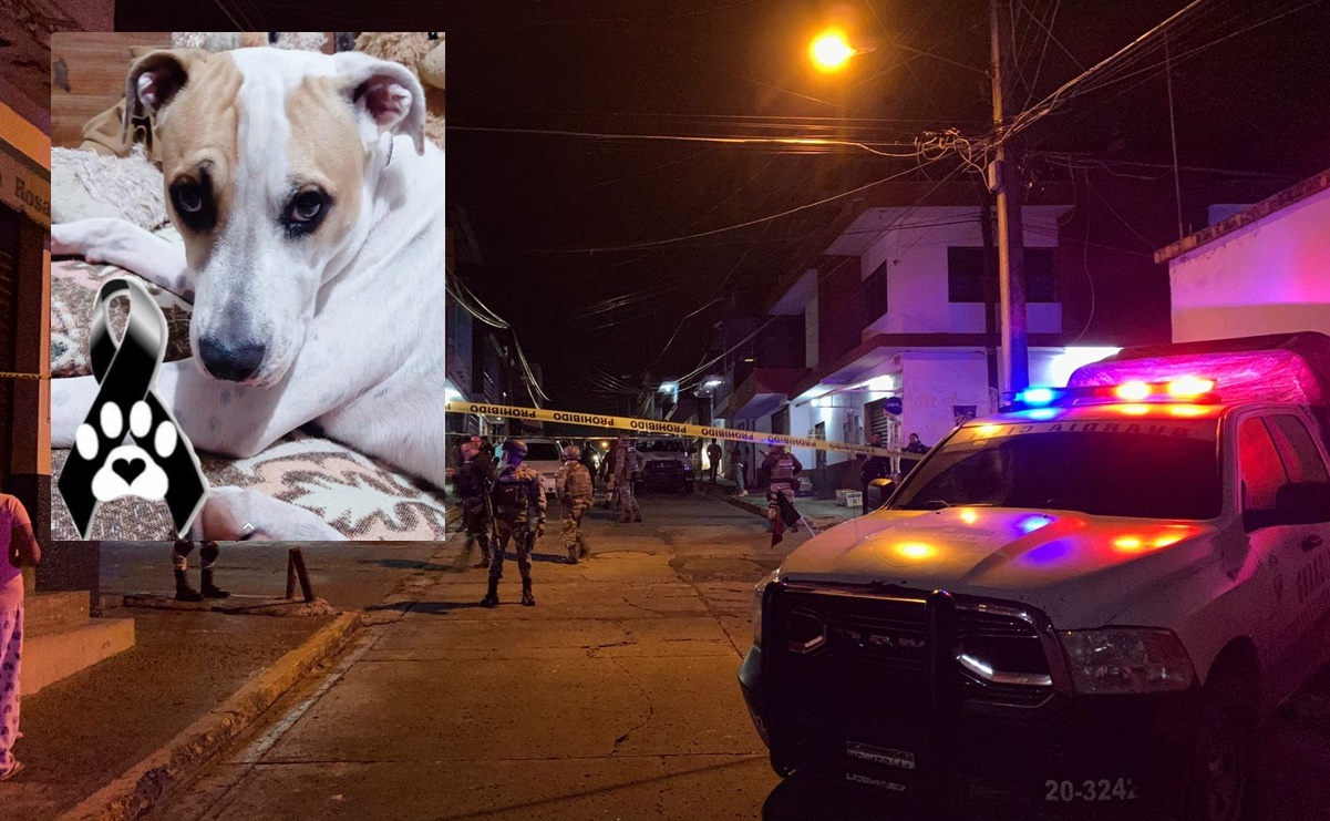 Perrito muere de un balazo tras proteger a su dueño en un asalto en Michoacán